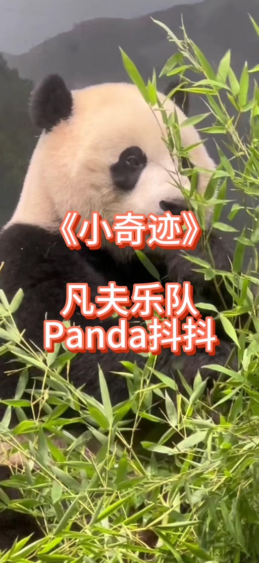panda歌曲