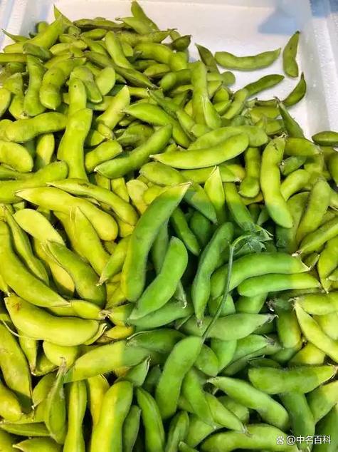 毛豆晒干了是不是黄豆