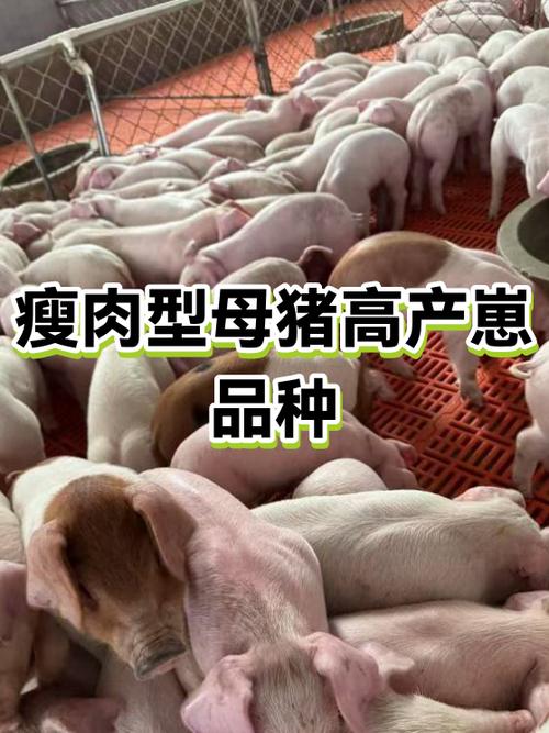 母猪排名第一名