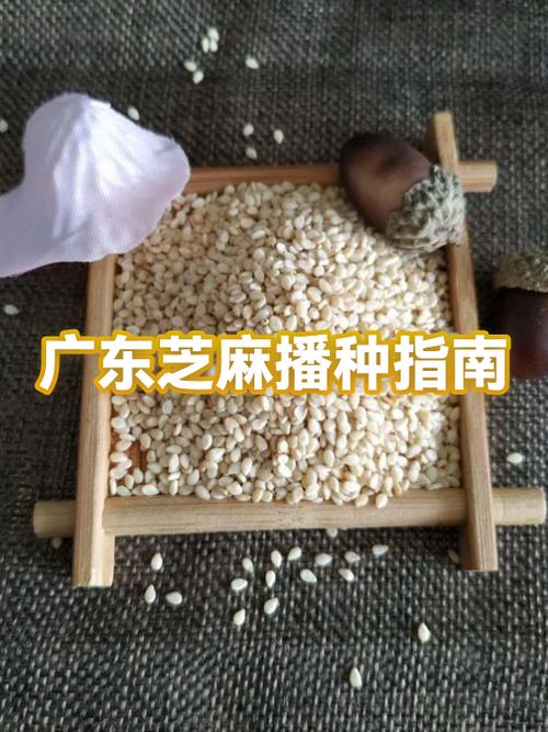 攒芝麻粒的方法和教程图标