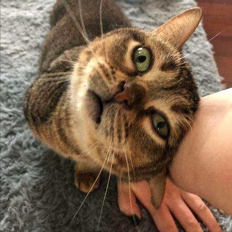 猫咪用头使劲拱人怎么回事