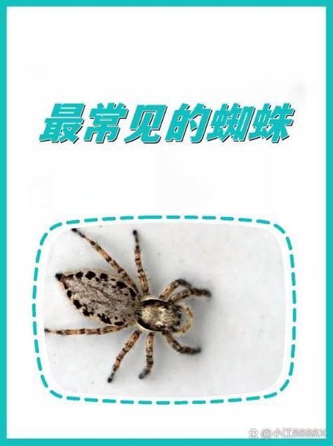 幽灵蜘蛛长什么样