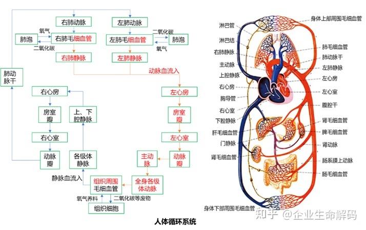 八大系统记忆口诀