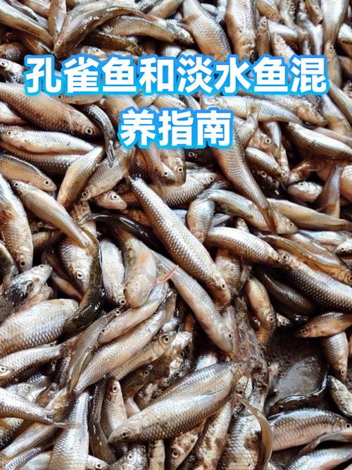适合跟孔雀鱼混养的鱼