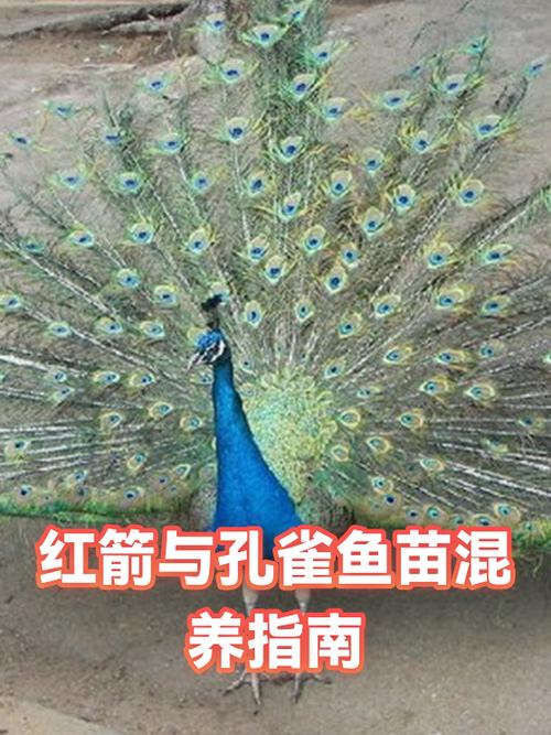 适合跟孔雀鱼混养的鱼