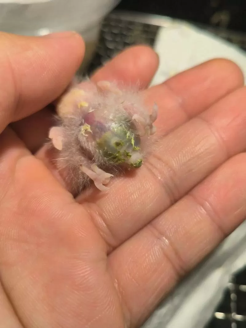 雏鸟短视频